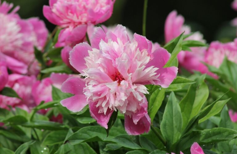 Comment cultiver et entretenir la fleur majestueuse de Pivoine ? Pivoine rose